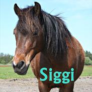 Anden særlig race Siggi