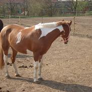 Anden særlig race Svala