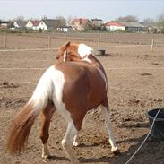 Anden særlig race Svala