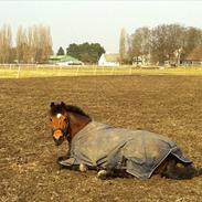 Anden særlig race Kildegårdens Socky 