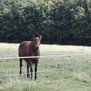 Anden særlig race Kildegårdens Socky 