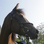 Anden særlig race Kildegårdens Socky 