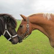 Anden særlig race Fischer 