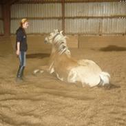 Fjordhest Golden an'ri