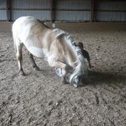 Fjordhest Golden an'ri