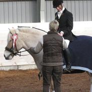 Fjordhest Golden an'ri