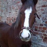 Welsh Cob (sec D) HeartBreaker III