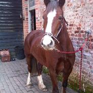 Welsh Cob (sec D) HeartBreaker III