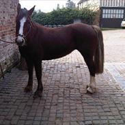 Welsh Cob (sec D) HeartBreaker III