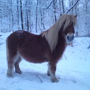 Shetlænder Skovvangens Apollo