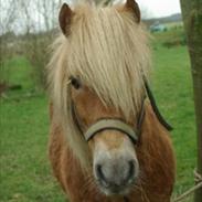 Shetlænder Skovvangens Apollo