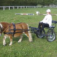 Shetlænder Skovvangens Apollo