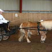 Shetlænder Skovvangens Apollo