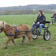 Shetlænder Skovvangens Apollo