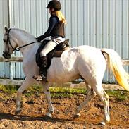 Anden særlig race AP.Tarzan