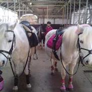 Anden særlig race Peter Pan <3