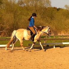 Anden særlig race Dundee