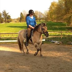 Anden særlig race Dundee