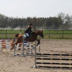 Tysk Sportspony Dakota 195 (min egen)<3