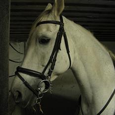 Holstener Karisma.. part