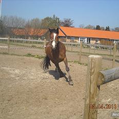 New Forest Cocio<3