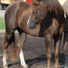 Arabisk fuldblod (OX) Skovlys Tonado