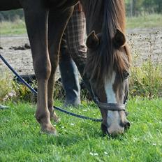 Arabisk fuldblod (OX) Skovlys Tonado