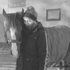 Arabisk fuldblod (OX) Skovlys Tonado