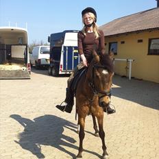 Hollandsk Sportspony Jalle