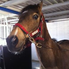 Hollandsk Sportspony Jalle