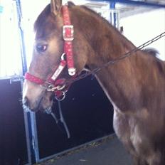 Hollandsk Sportspony Jalle