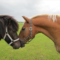 Anden særlig race Fischer 