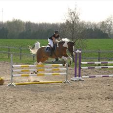 Polsk Varmblod Pensylwanczyk