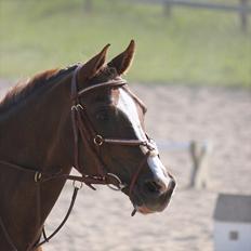 Arabisk fuldblod (OX) Marquis de monte ox My soulmate