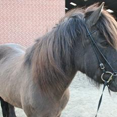 Islænder Ása fra Reykjavík