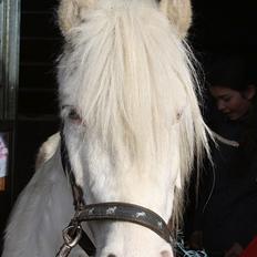 Anden særlig race Balder "solgt"