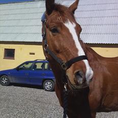 Anden særlig race Casino Royal