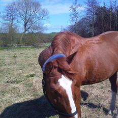 Anden særlig race Casino Royal