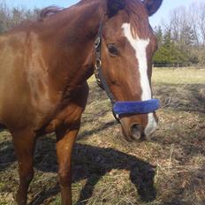 Anden særlig race Casino Royal