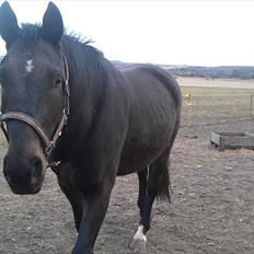 Anden særlig race Cheval Ést Noir SOLGT