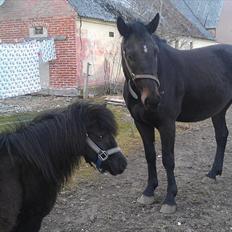 Anden særlig race Cheval Ést Noir SOLGT