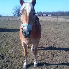 Haflinger stephanie