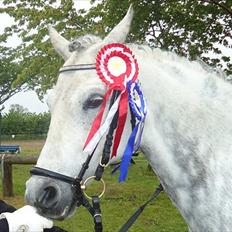 DSP Sørupgaards stella