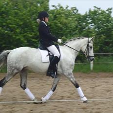 DSP Sørupgaards stella