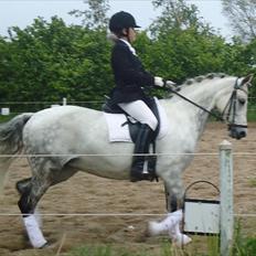 DSP Sørupgaards stella