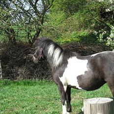 Shetlænder Mamma Mia (lille brors hest)