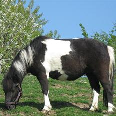 Shetlænder Mamma Mia (lille brors hest)