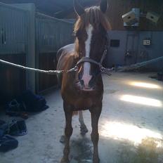 Anden særlig race Hard Times