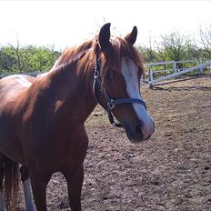 Anden særlig race Barbie (Stella)