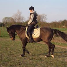 Anden særlig race Rambo